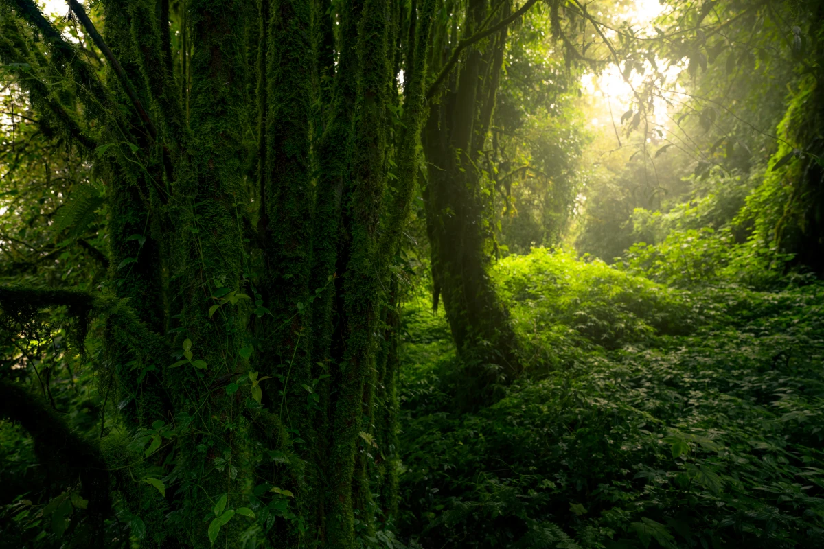 Le droit à un environnement sain : un bouclier pour la biodiversité en péril